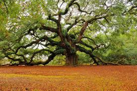 Heritage Oak