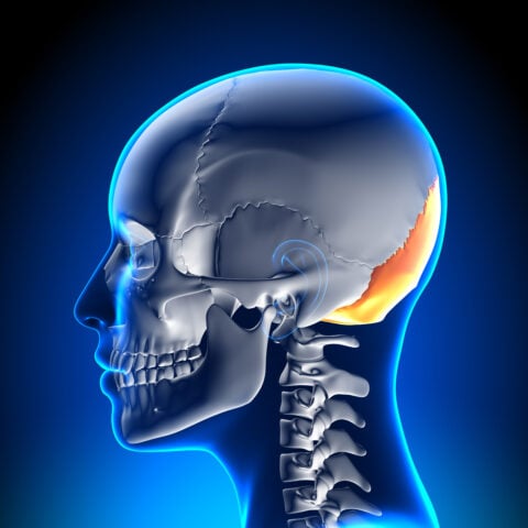 Image of the bones in the head