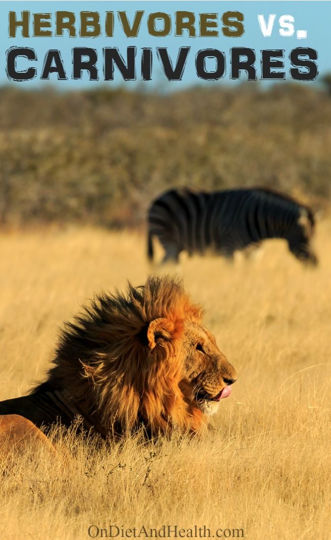 lion possibly stalking zebra in field